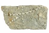 Archimedes Screw Bryozoan Fossil - Illinois #282695-1